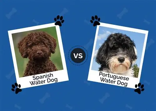 Spanish vs Portuguese Water Dog: Ang Mga Pagkakaiba (May Mga Larawan)