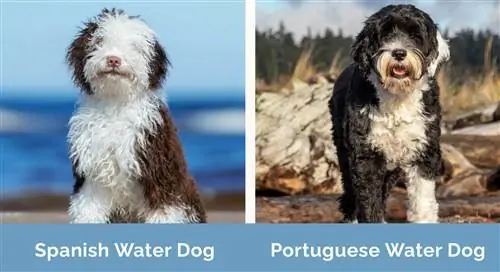 Magkatabi ang Spanish Water Dog kumpara sa Portuguese Water Dog