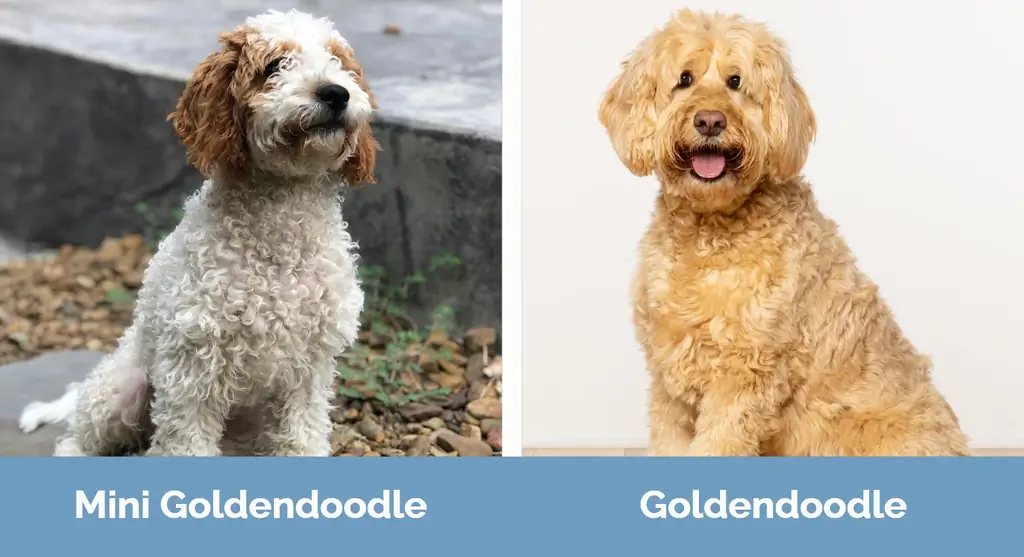 Mini Goldendoodle versus Goldendoodle - Visuele verschillen