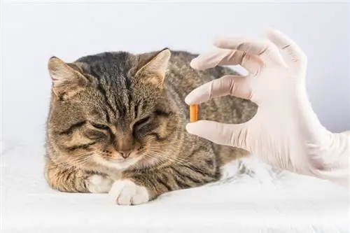 dokter hewan memberikan pil kepada kucing yang sakit