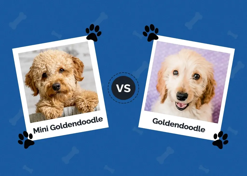 Mini Goldendoodle vs. Goldendoodle: Die Unterschiede (mit Bildern)