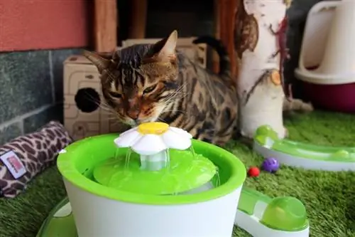 gatto bengala che beve dalla fontana