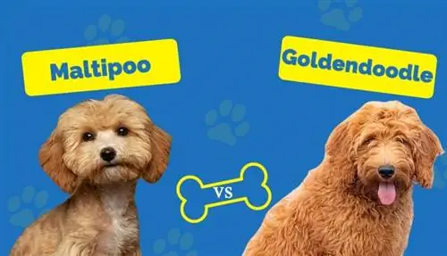 M altipoo vs Goldendoodle – Bagaimana Perbandingannya? (Dengan Gambar)