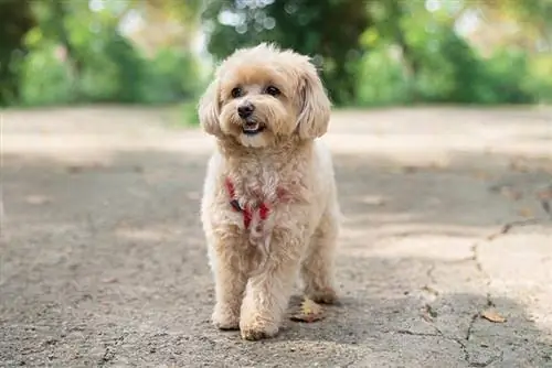 perro m altipoo paseando por el parque