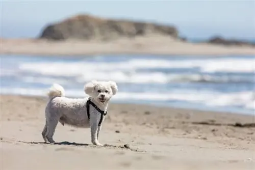 m altipoo en la playa