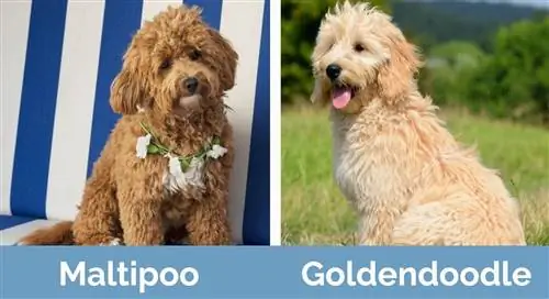 m altipoo vs goldendoodle - Diferencias visuales