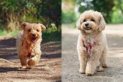 Yorkie M altipoo: Gambar, Temperamen, dan Sifat