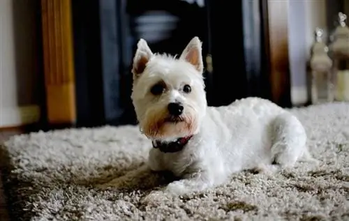 yorkie bianco su un tappeto