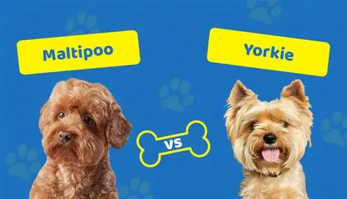 M altipoo vs Yorkie: The Key Differences (With Pictures)