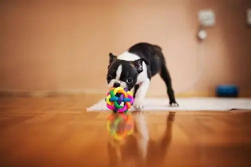 12 meilleurs jouets pour Boston Terriers - 2023 avis &