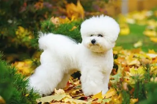 Bichon Frise: Informations sur la race de chien, photos, traits &