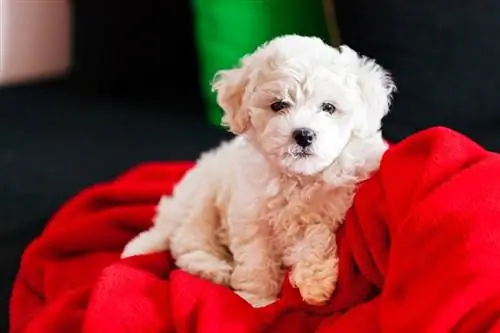 cucciolo di bichon frise