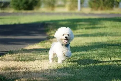 bichon frisé en cours d'exécution