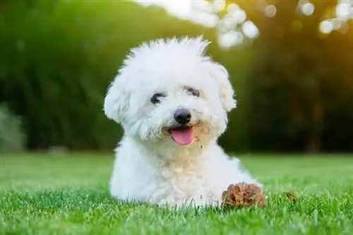 Chien bichon frisé allongé sur l'herbe