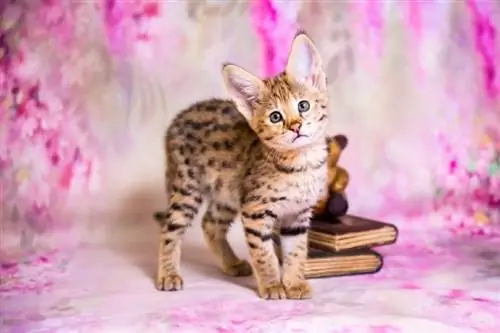 savannah kitten na nakatagilid ang ulo