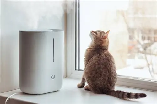 gato sentado cerca del humidificador