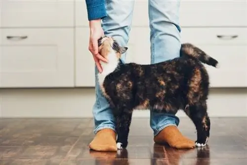 gatto che strofina la testa contro le gambe del proprietario