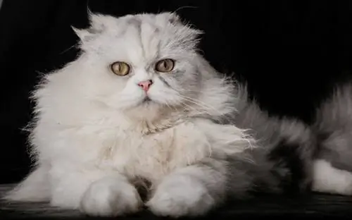 gatto persiano bianco scottish fold