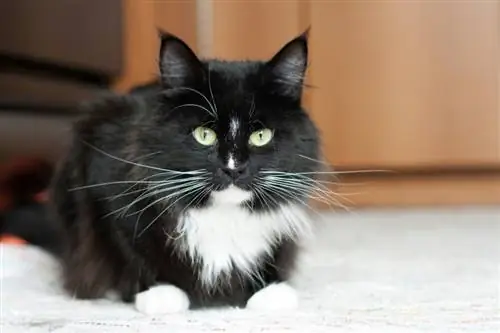 Tuxedo maine coon liggende på gulvet