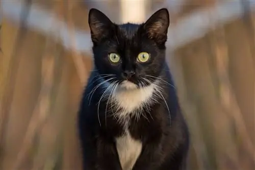 Σμόκιν γατάκι Maine Coon