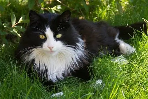 Σμόκιν Maine Coon στο γρασίδι