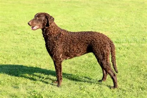 kučeravý coated retriever stojaci na tráve