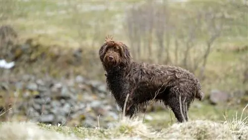 pudelpointer in het veld