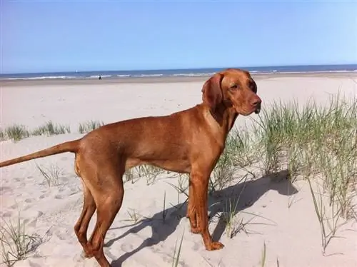 cane vizsla in spiaggia