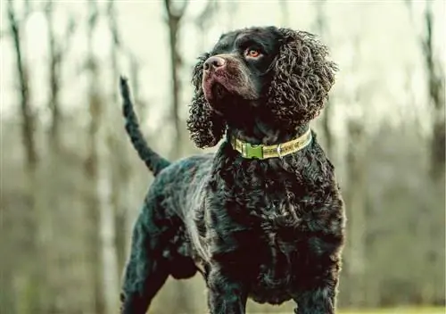 spaniel d'acqua americano