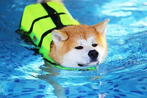 plavání akita inu se záchrannou vestou