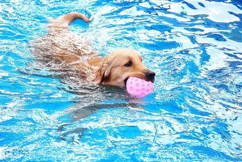 anjing golden retriever berenang dengan mainan di mulutnya