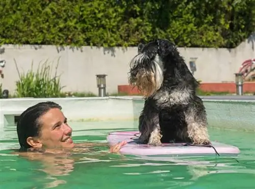 schnauzer ndogo inayoelea kwenye ukingo kwenye kidimbwi cha kuogelea