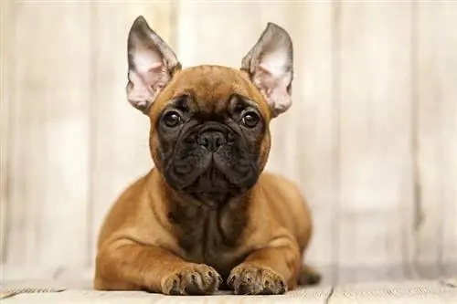 Apakah French Bulldog Baik untuk Pemilik Pertama Kali? (Fakta & FAQ)