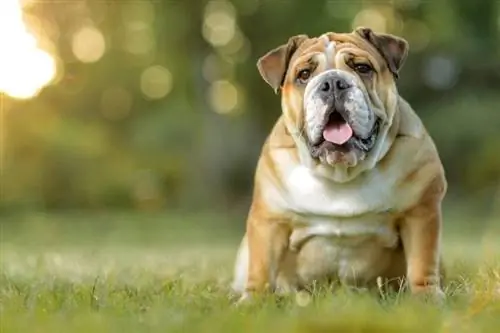 buldog angielski_AndreiTobosaru_Shutterstock