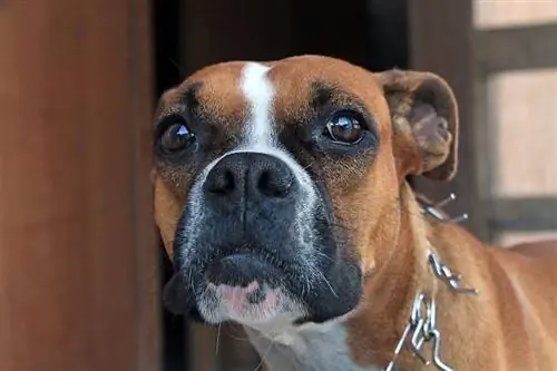 Boxset (Πληροφορίες φυλής σκυλιών Boxer x Basset Hound