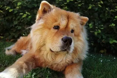 Akita Chow