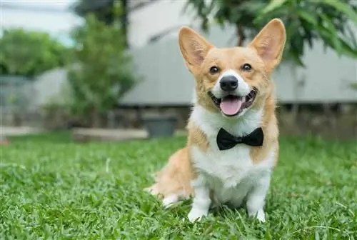 corgi metuljček