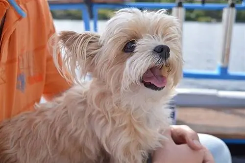 um cachorro pequeno sentado no colo do dono