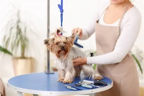 yorkie siendo arreglado en la mesa