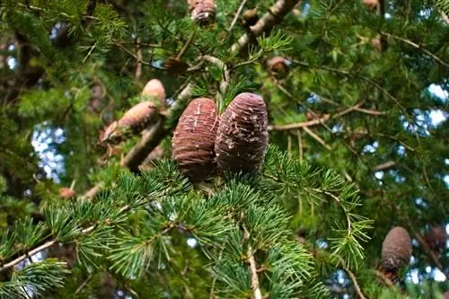 Árvore de cedro com cones