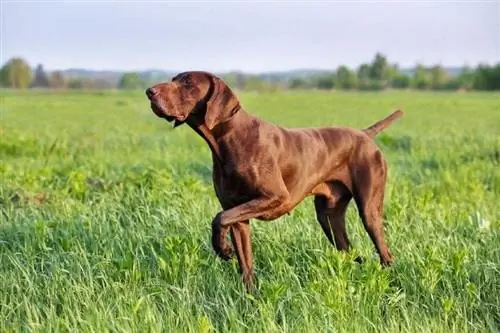 Alman Shorthair Pointer gözləri bağlı ot üzərində gəzir