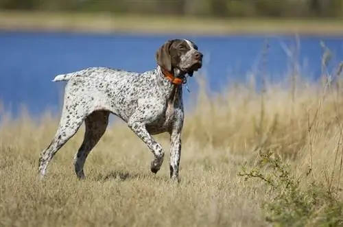 Alman Shorthair Pointer su kənarında gəzir