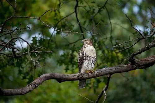 roodstaartbuizerd in de boom