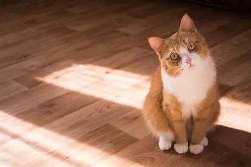 gato vermelho sentado no chão enquanto inclina a cabeça