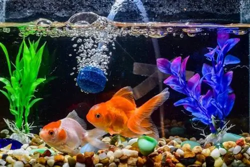 Een bubbler in een aquarium plaatsen (eenvoudige stappen)