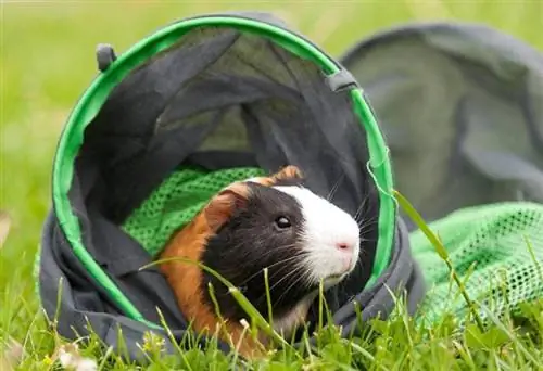 cavia in speelgoedtunnel