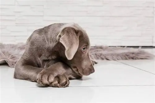 schattige labrador puppy ligt op tapijt, het hoofd rust op de gekruiste poten