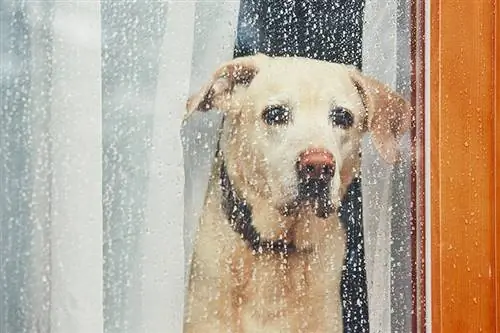 Droevige hond die alleen thuis wacht. Labrador retriever kijkt door raam tijdens regen