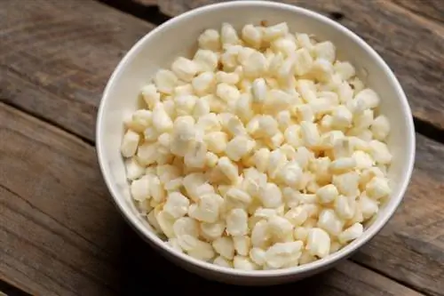 Kan hunder spise hominy? Veterinærgodkjente fakta & FAQ