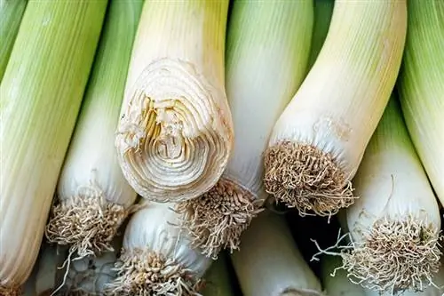 isang stack ng leeks